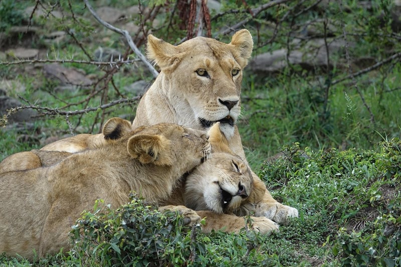Masai Mara Tented Camp